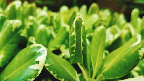 Close-up of fresh green plant
