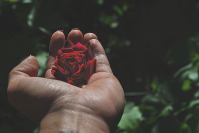 Close-up of cropped hand holding red rose