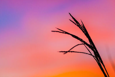 Low angle view of plants at sunset