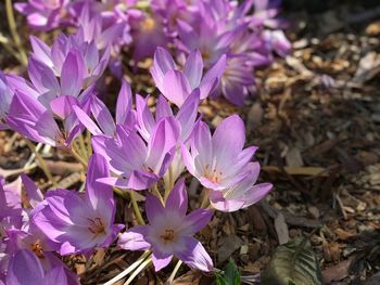 Close-up of purple crocus blooming outdoors