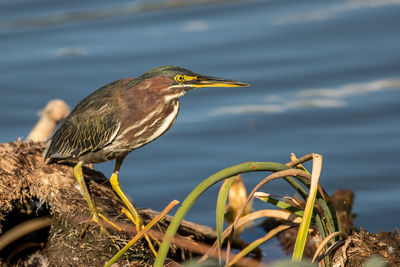 Bird perching against lake