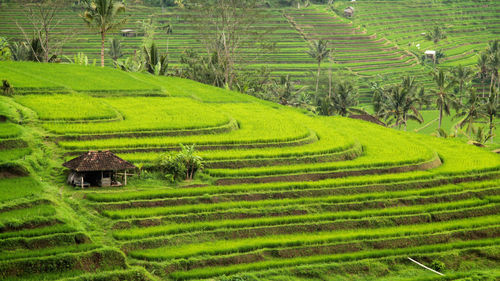 Scenic view of agricultural field