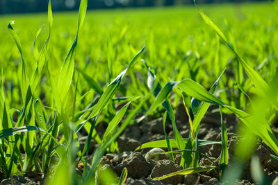 Close-up of grass growing on field