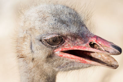 Close-up portrait of a bird