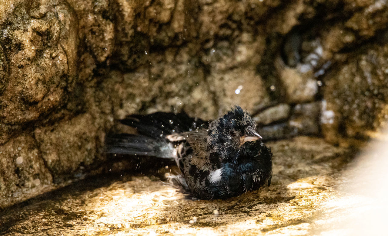 CLOSE-UP OF ANIMAL ON ROCK