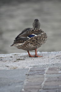 Bird perching on a wall