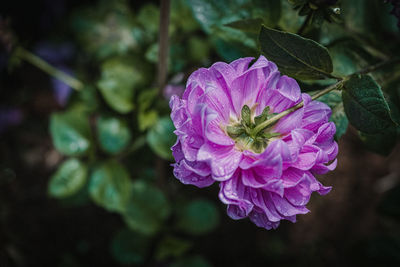 Close-up of pink flower blooming outdoors