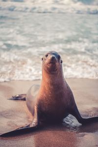 High angle view of sea lion on beach