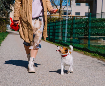 A small jack russell terrier dog walking with owner in a city alley. outdoor pets, healthy living 