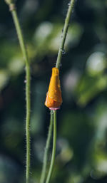 Close-up of red flower buds