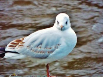 Close-up of bird in water