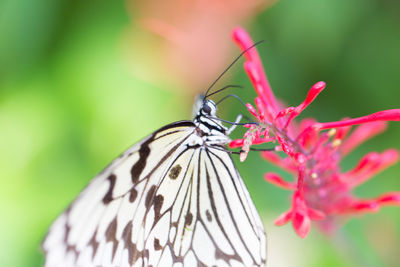 Close-up of butterfly pollinating on flower