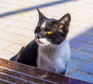 Close-up of cat sitting on street