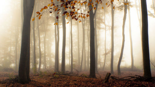 Trees in forest