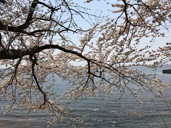 Low angle view of tree against sky