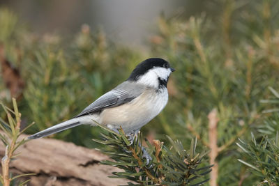 Close-up of bird perching on a tree