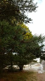 Low angle view of trees against sky