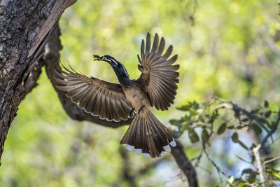 Bird flying