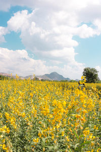 Scenic view of field against sky