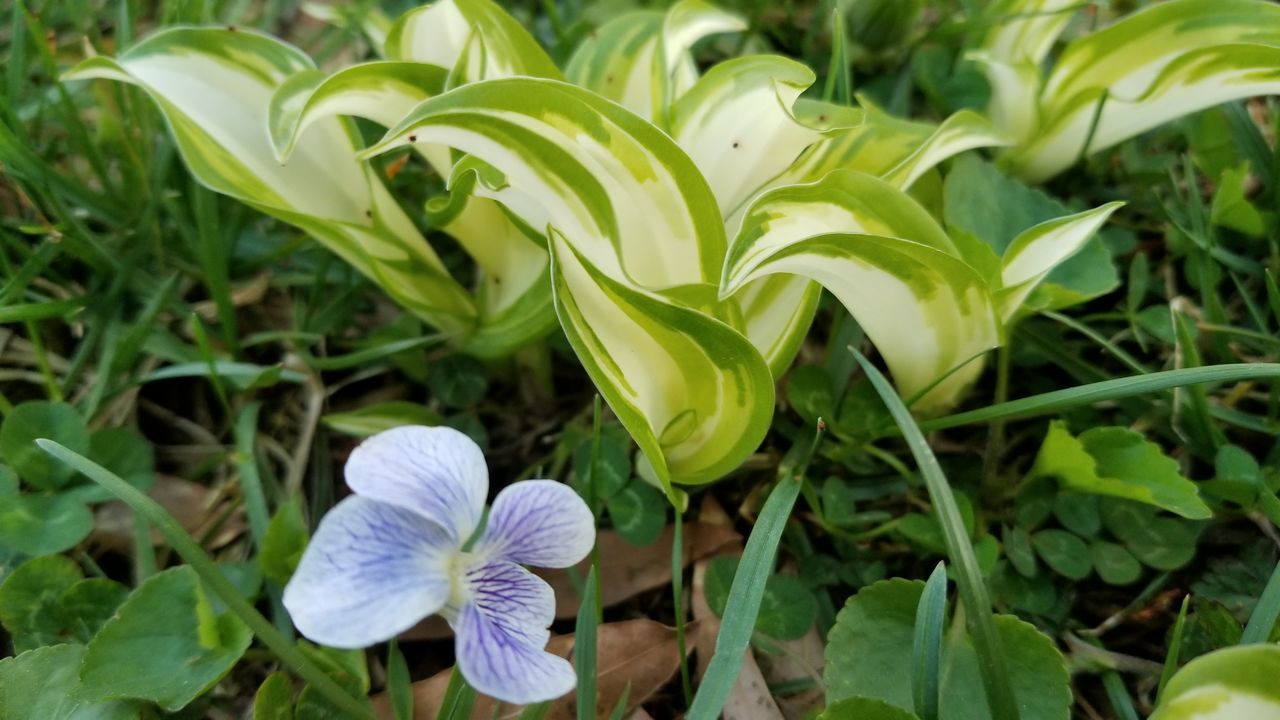 CLOSE-UP OF FLOWERING PLANTS ON FIELD