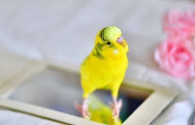 Close-up of bird perching on mirror