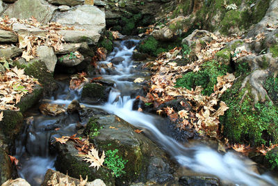 Scenic view of waterfall in forest