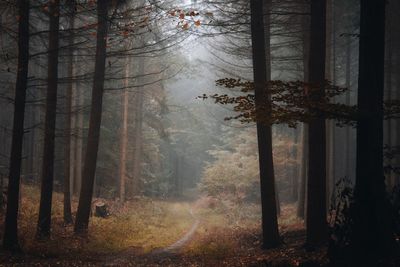 Trees in forest during foggy weather