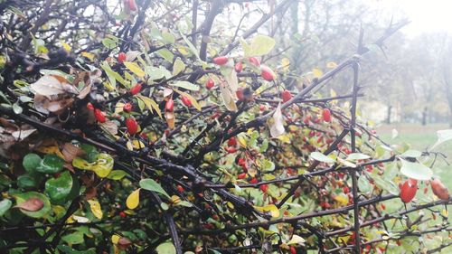 Close-up of fruits on tree