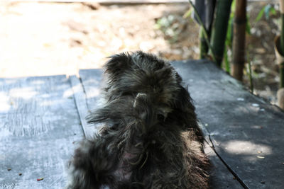 Close-up of a dog