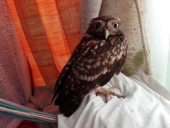 Close-up portrait of owl