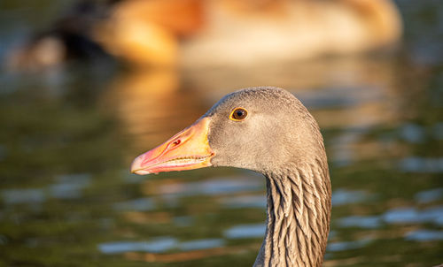 Close-up of bird