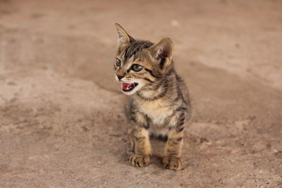 Close-up of kitten sitting on field