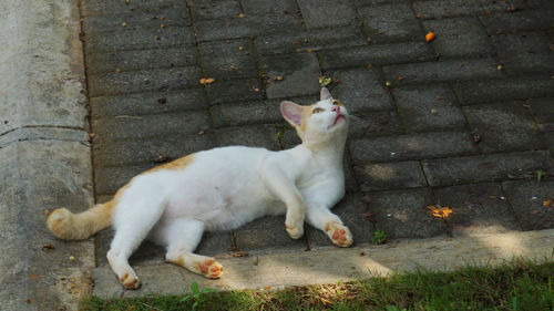 Cat sitting on footpath