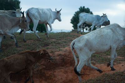 Cows standing in a field