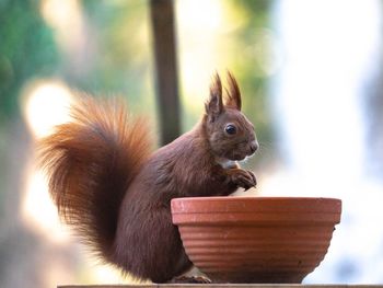 Close-up of squirrel on wood