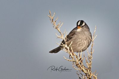 Close-up of bird perching on branch against clear sky