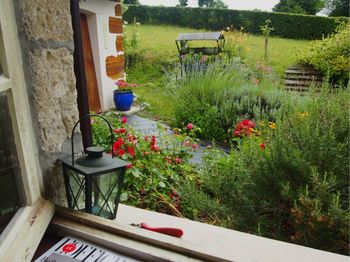 Chairs and plants in yard