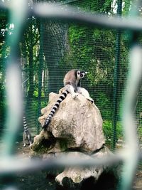 Cat looking away on tree in zoo