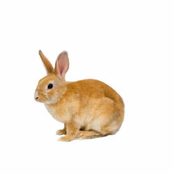 animal