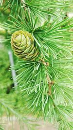 Close-up of pine tree