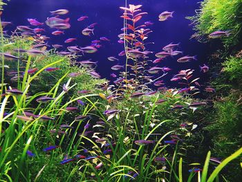 Close-up of flowers in water