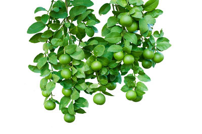 Close-up of fruits growing on white background