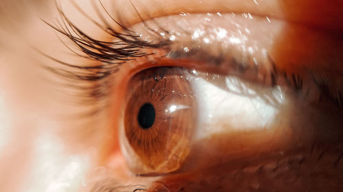 Macro shot of human eye