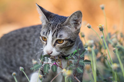 Close-up portrait of a cat