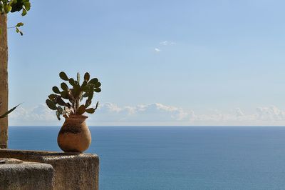 Close-up of plant by sea against sky