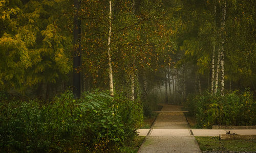 Footpath amidst trees in forest