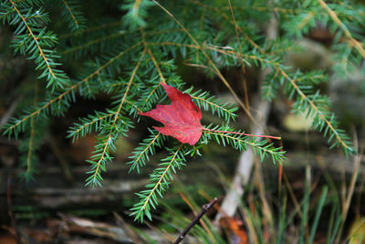 Close-up of red flower growing on tree