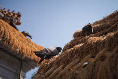 Low angle view of bird on roof against sky