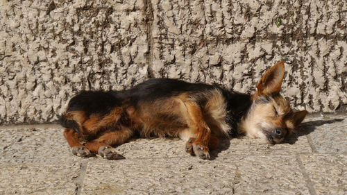Little dog sleeping in the sun laying on stony ground