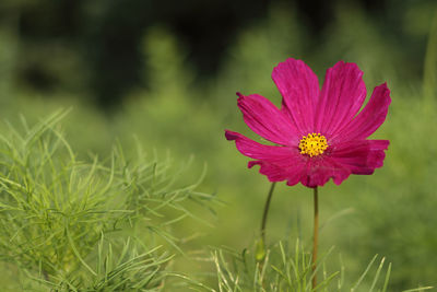 Close-up of pink flower
